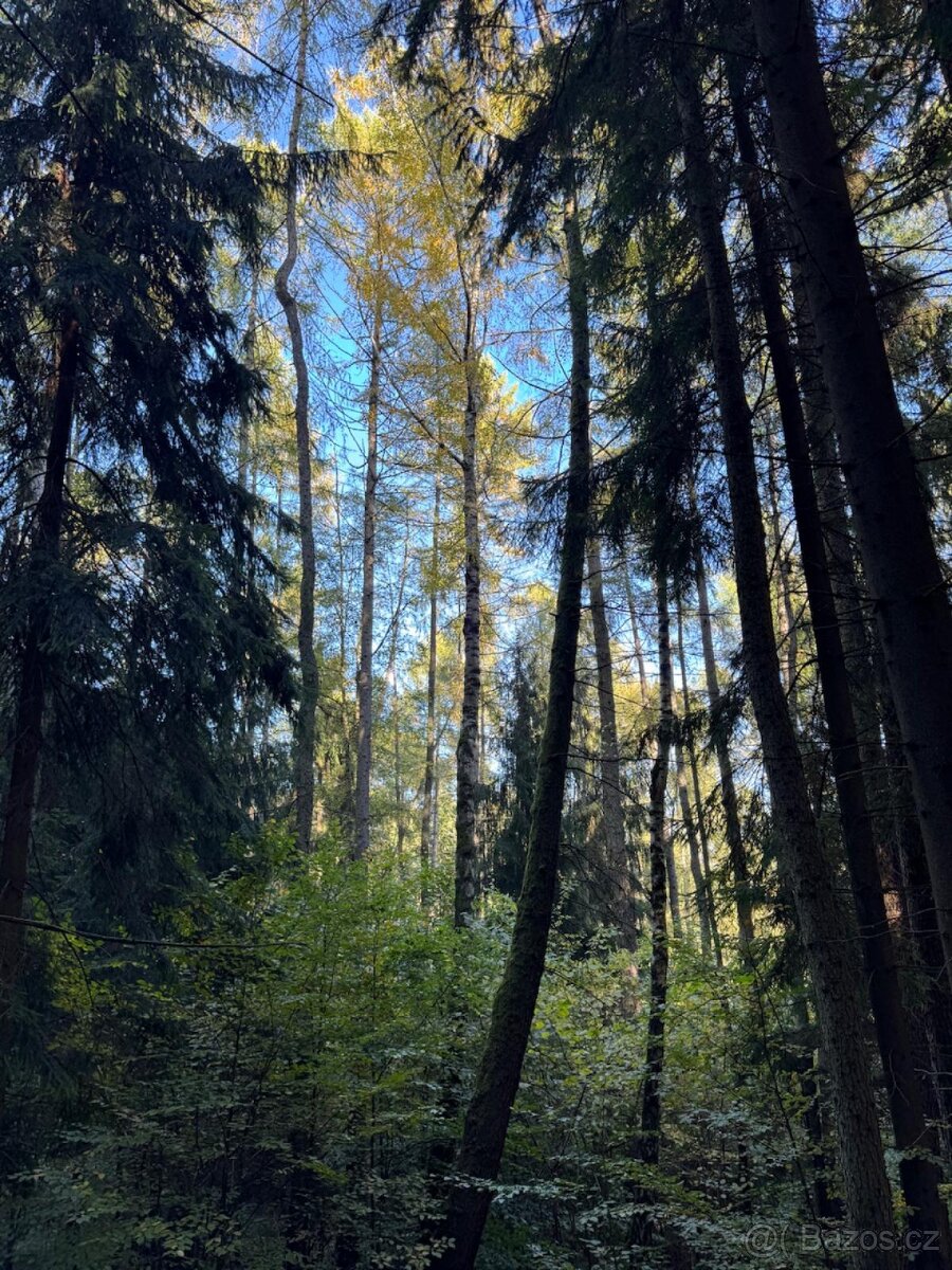 Prodej lesního pozemku v k.ú. Hostice - 7