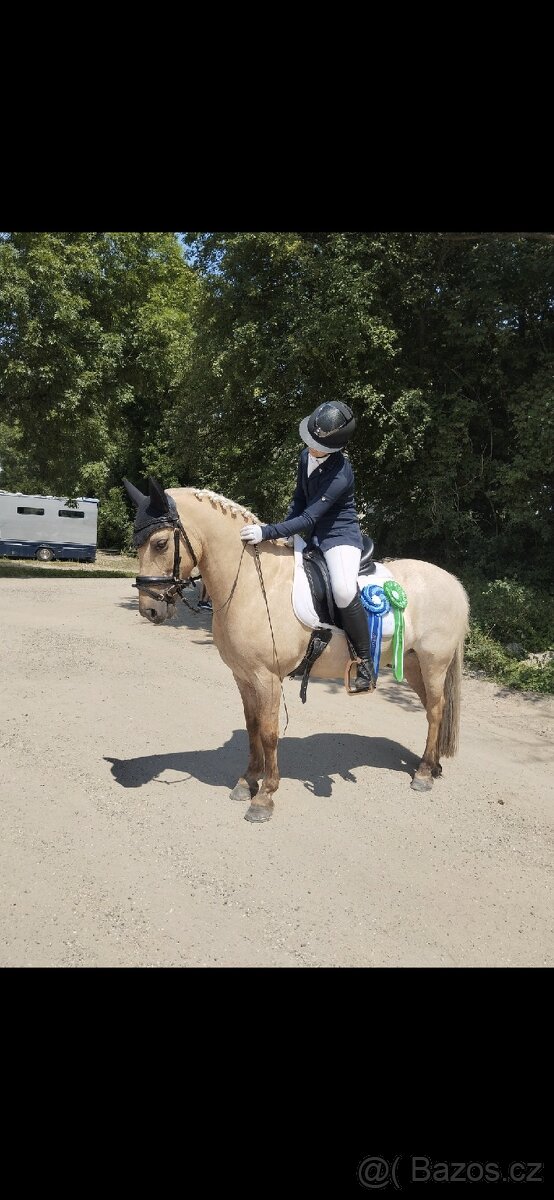 Drezurní pony A - 7