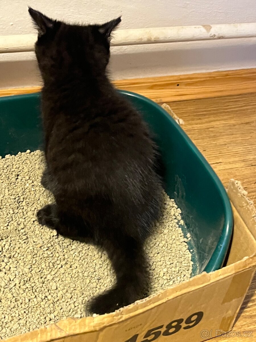 Poloperske kotatko černé - 7