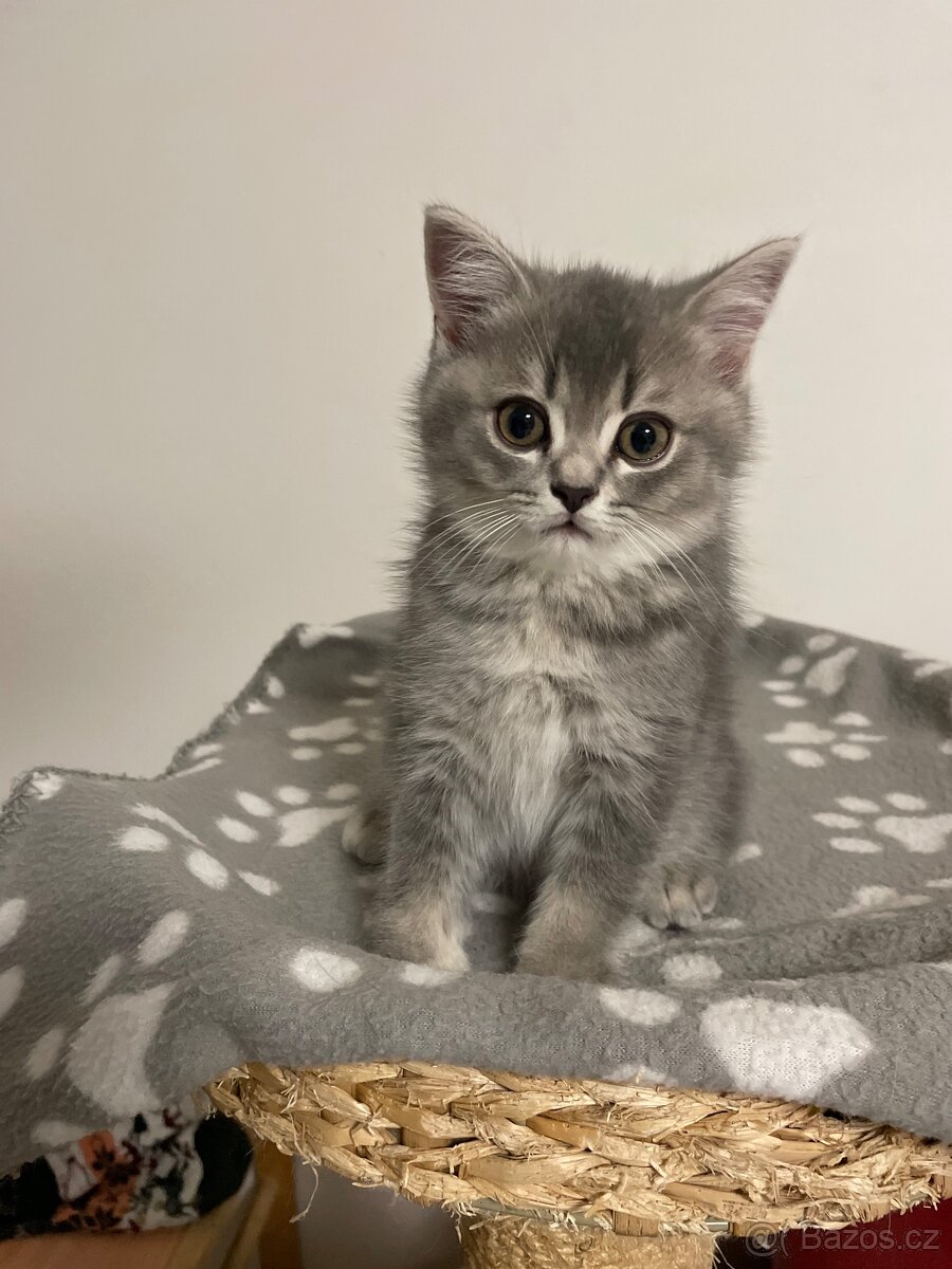 koťátko bez PP (kocourek tmavý) - 7