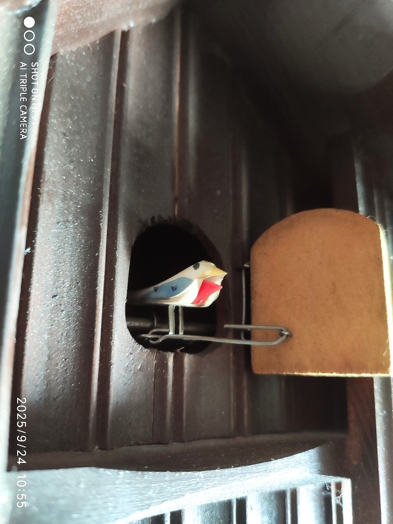 Starsi, kukacky, Schwarzwald, funkcni - 7