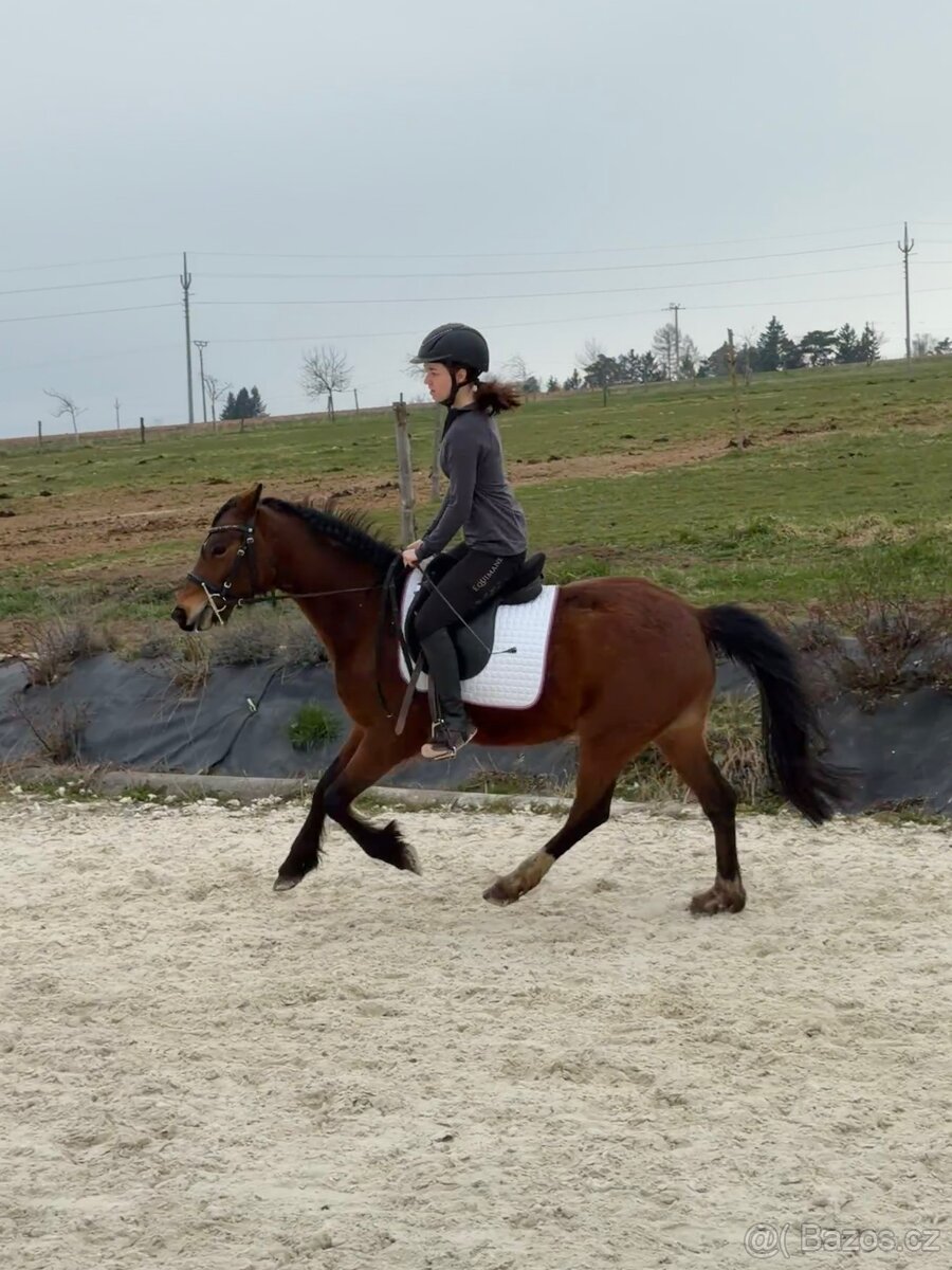 Klisna Welsh Pony - 7