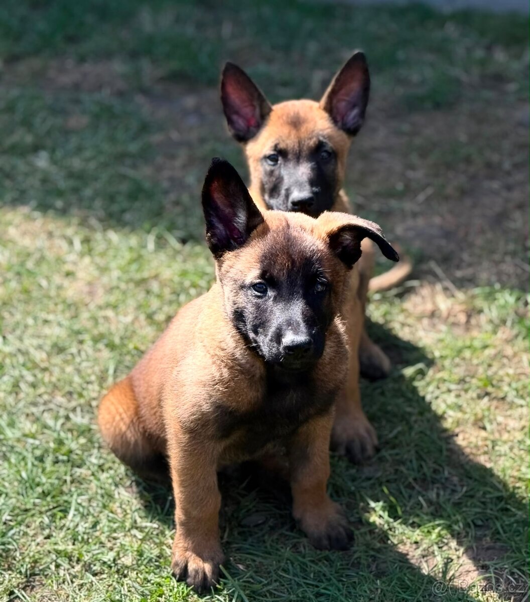 Belgický ovčák Malinois s PP - 7