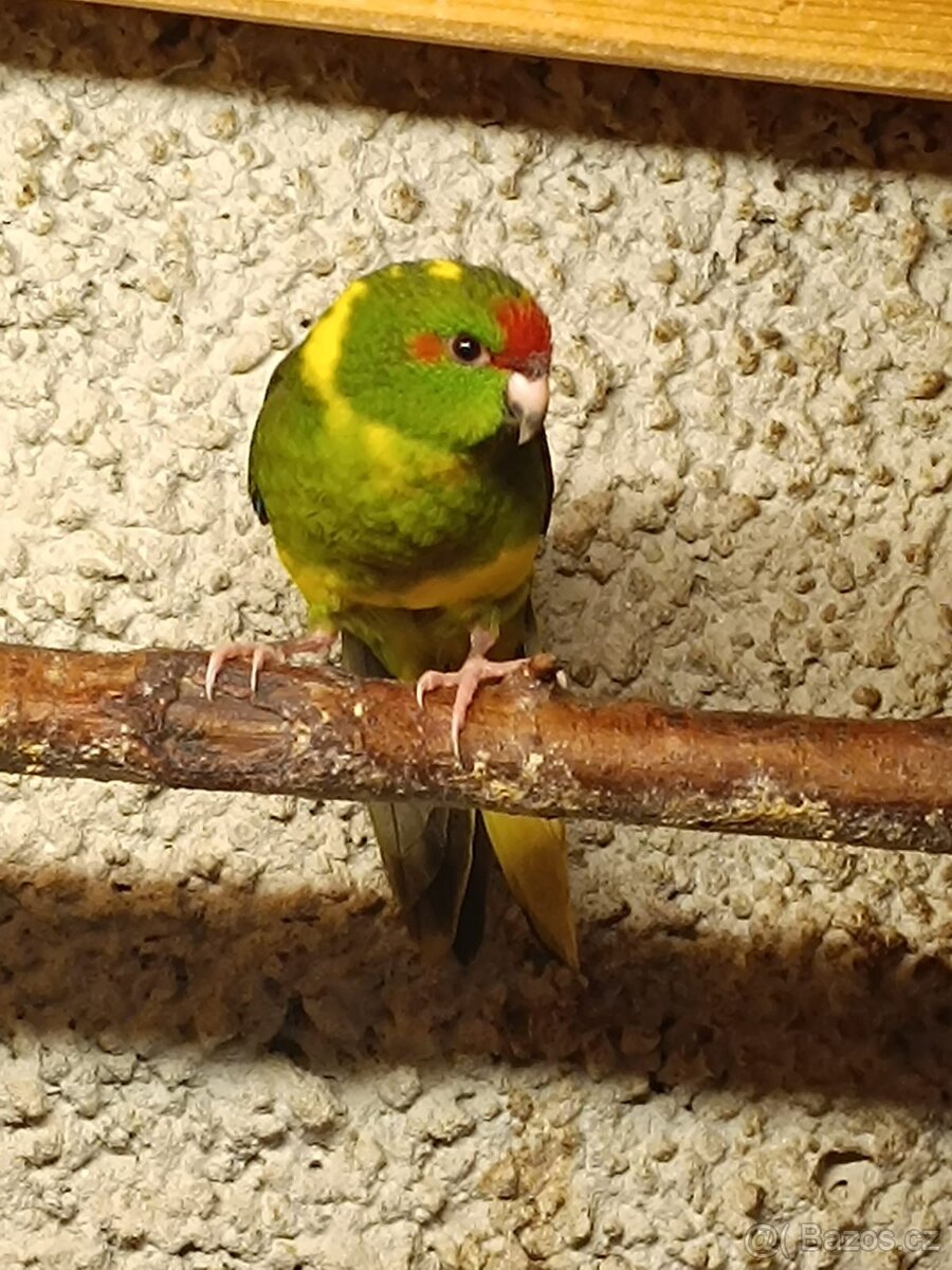 Kakariky rudočelý - 7