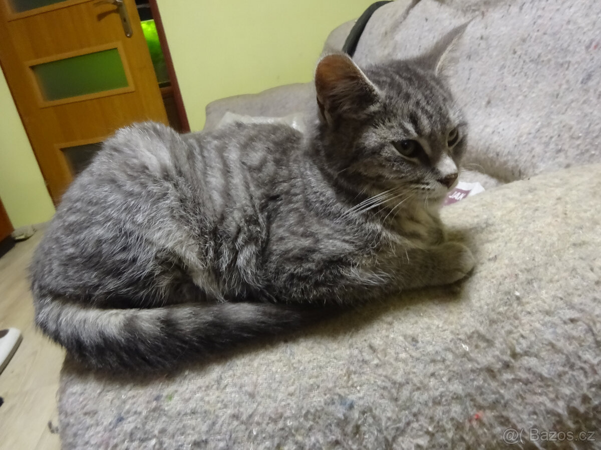 NABÍZÍM KŘÍŽENOU MODROU KOČIČKU (MAINSKÁ x SIBIŘSKÁ) - 7