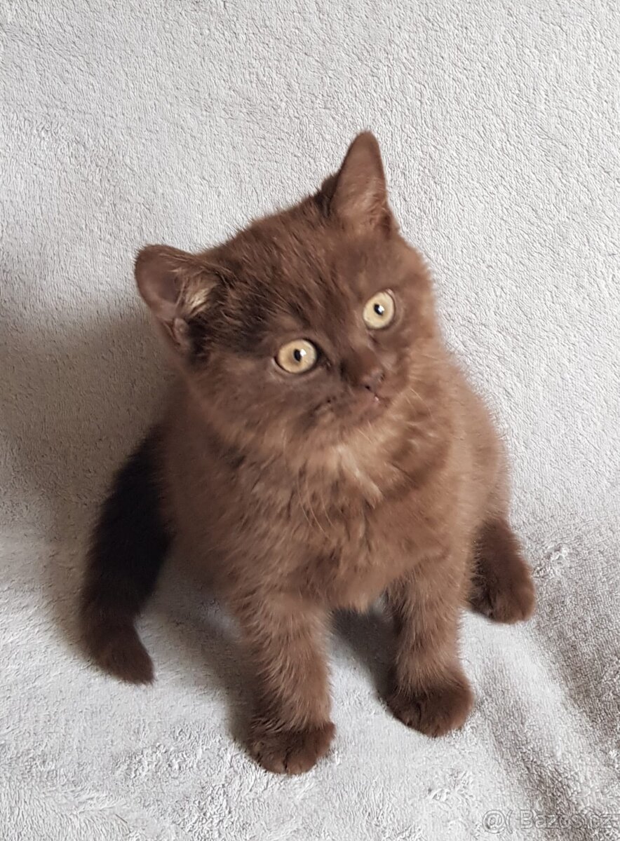 Britský kocourek ke krytí - 7