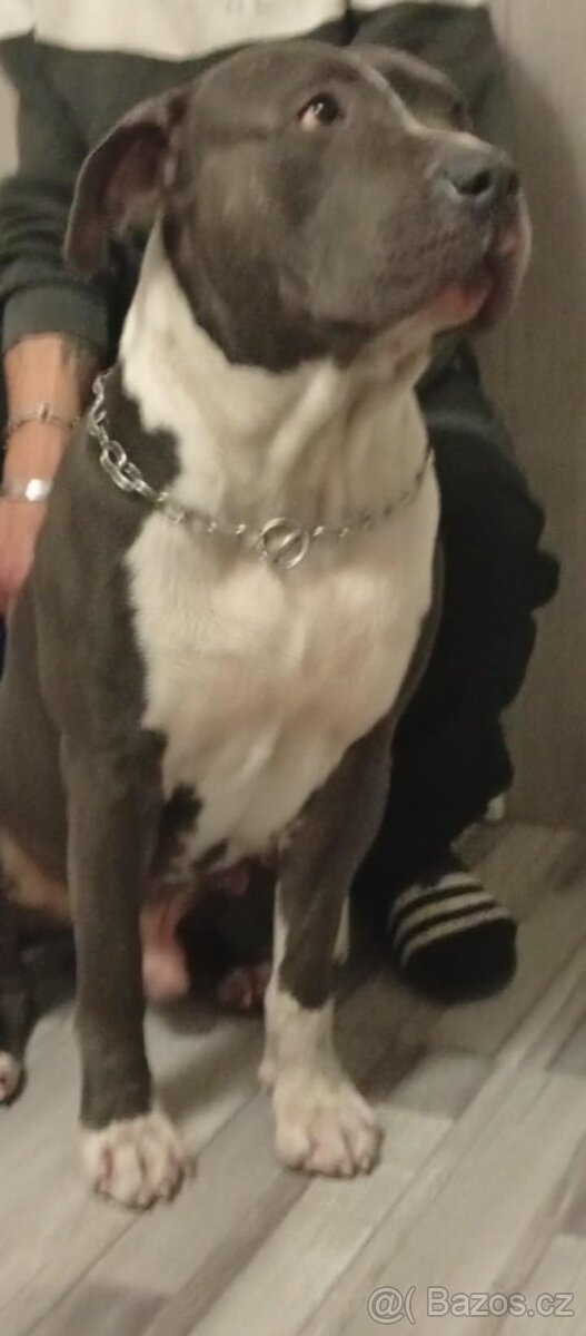 Americký stafordšírský teriér bez pp - 7