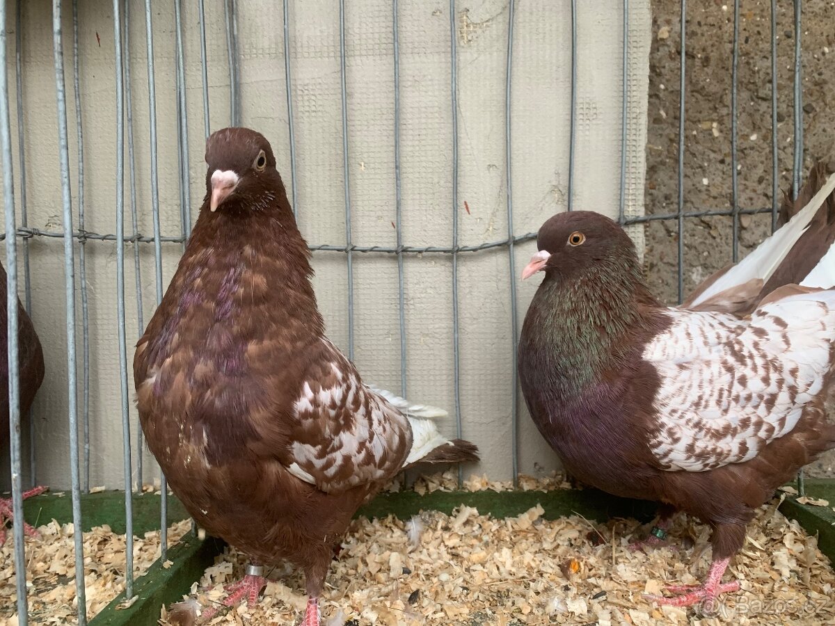 Polsky rys cerveny šupinatý - 7