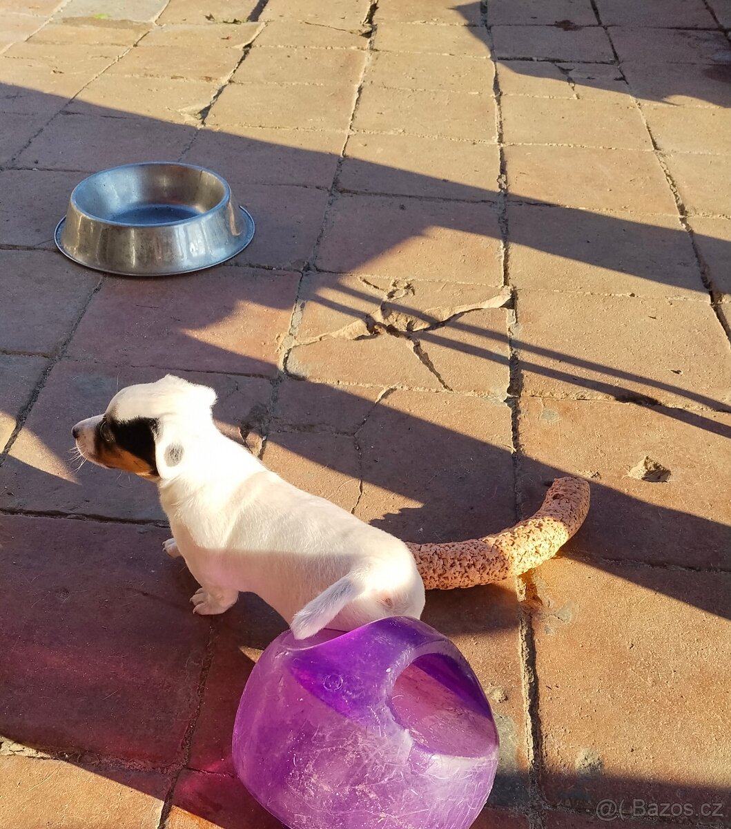 Jack Russell teriér - 7