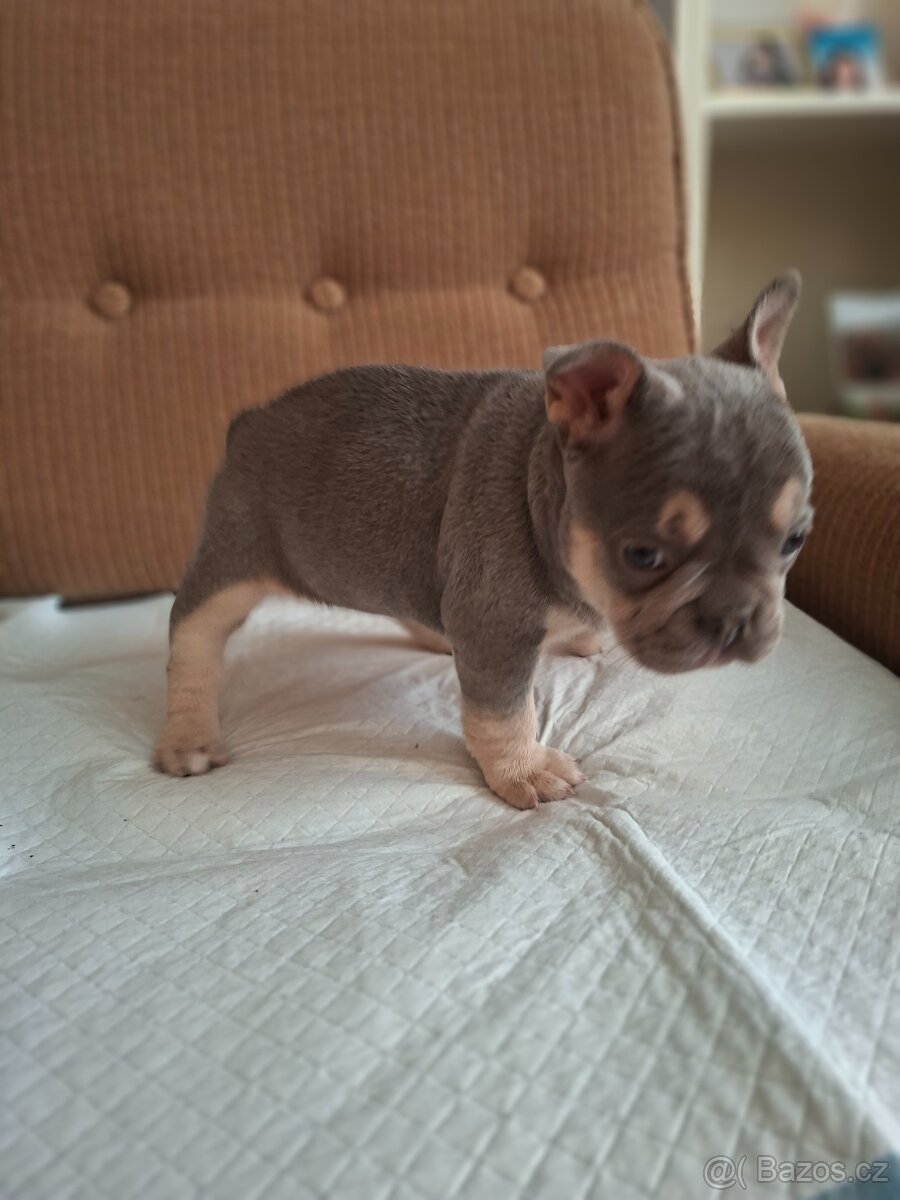 Francozský buldoček lilac - 7