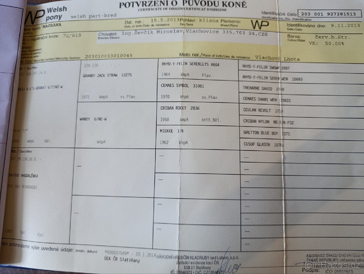 Welsh part-bred klisna - 7