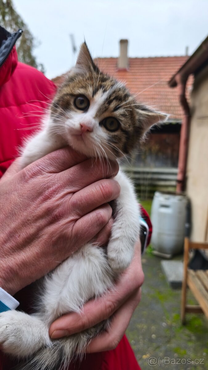 Daruji koťátko - 7