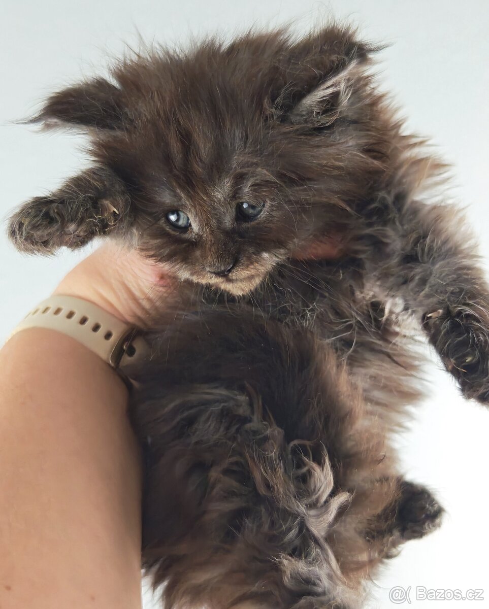 Mainská mývalí koťátka s PP - 7