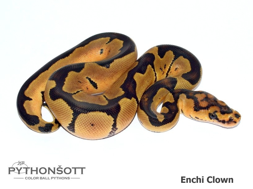 Mláďata Krajty královské - Python regius - 7