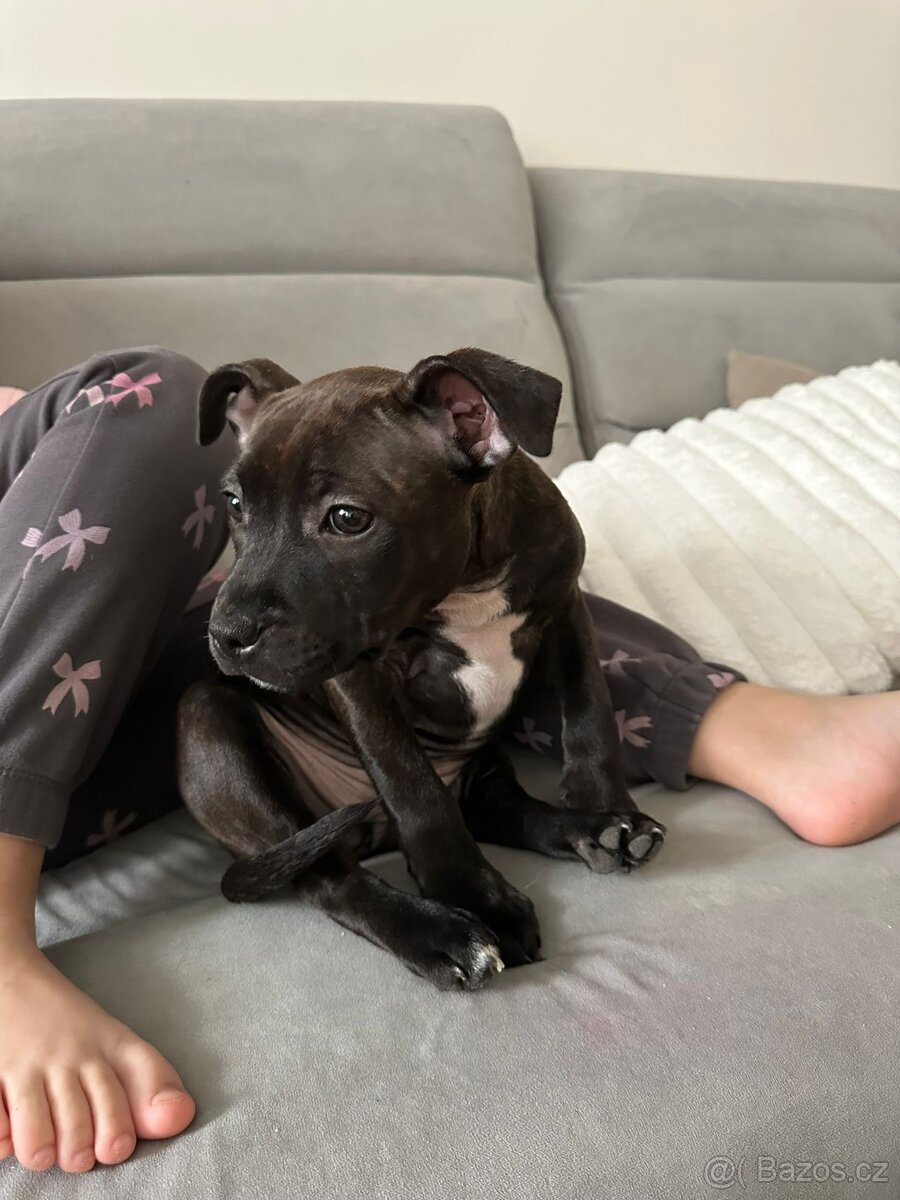 Stafordšírský bulteriér - 7