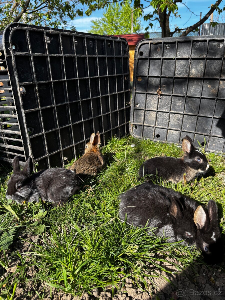 Králíci - 7