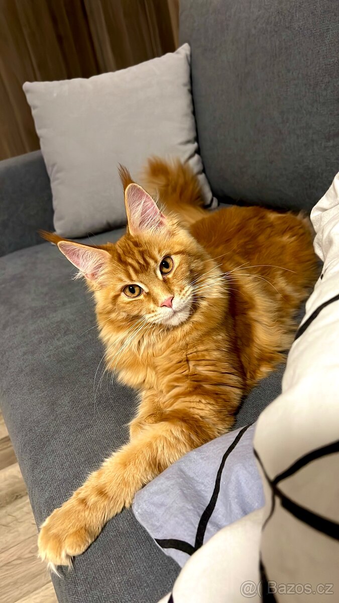 Mainská mývalí koťátka bez PP - 7