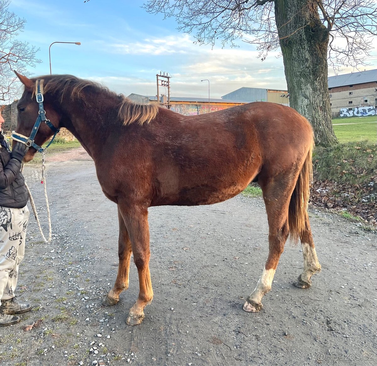 Hřebec po Heartbreak ZH - 7