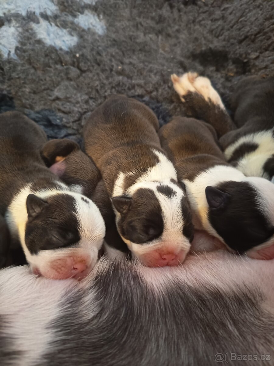 Bostonský teriér Silber El Kladruby - 7