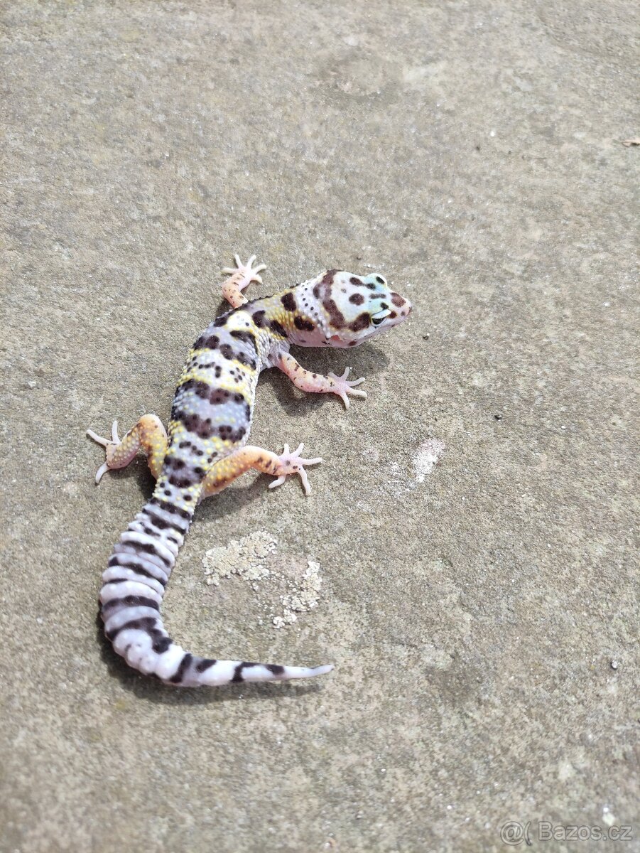 gekončík noční, terárium - 7