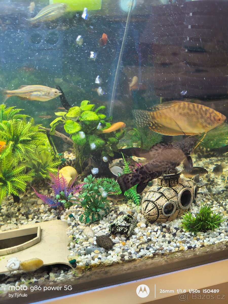 Akvárium i s rybkami - 7