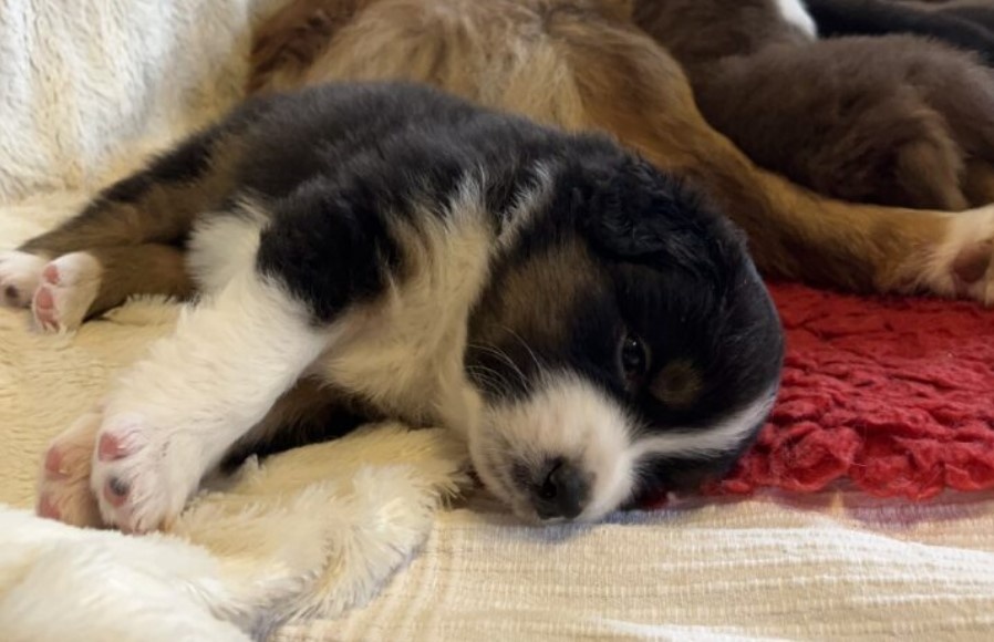 Australský ovčák s PP - TOP - 7