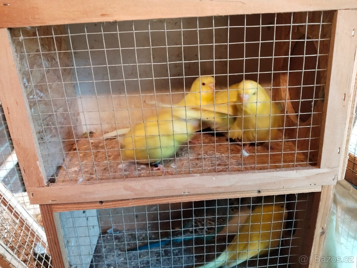 Andulka vlnkovaná - 7