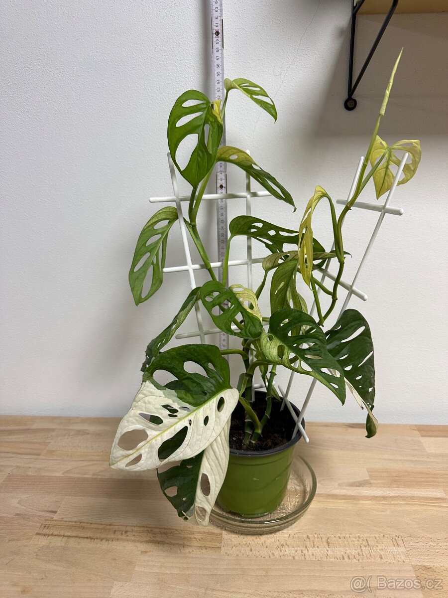 Monstera Adansonii Japanese Tricolor - 7