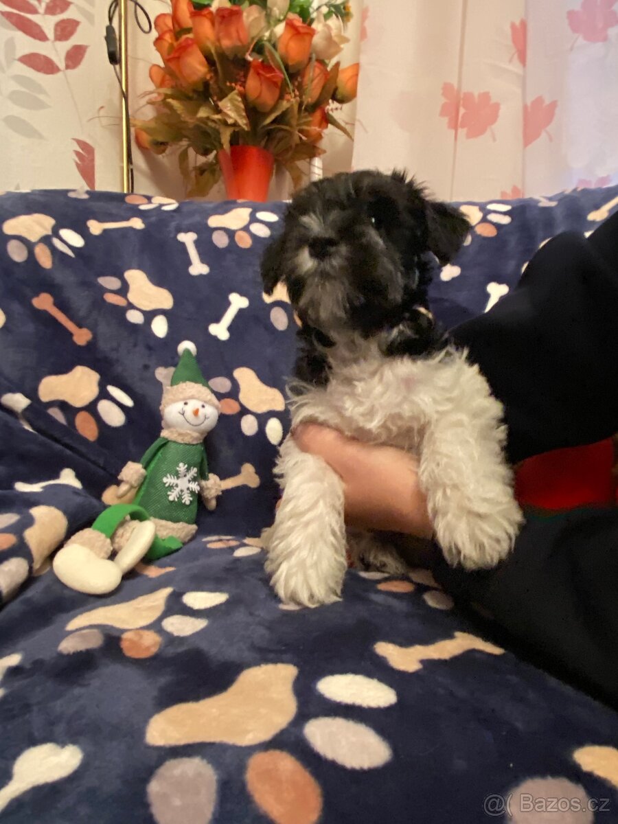 Knírač malý barevný - 7