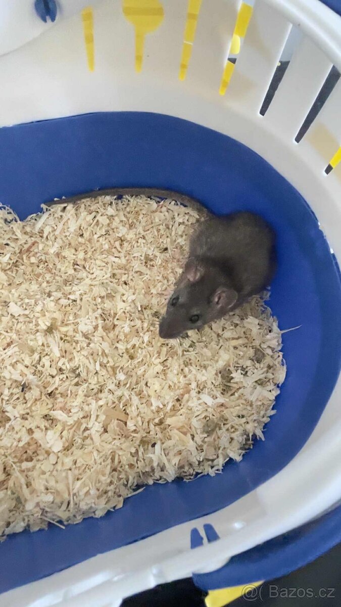 Potkany mazlicci na chov - 7