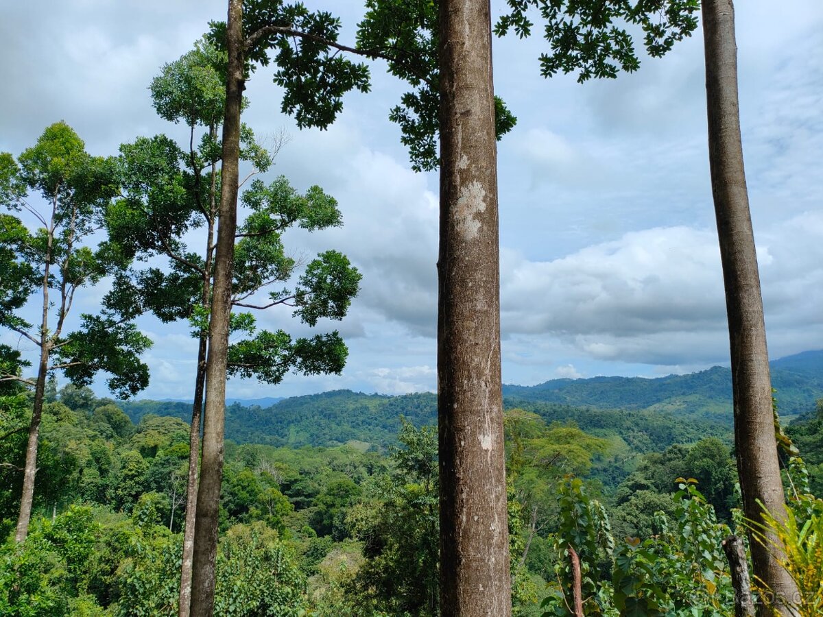 Farmy Kostarika Rio Claro - 7