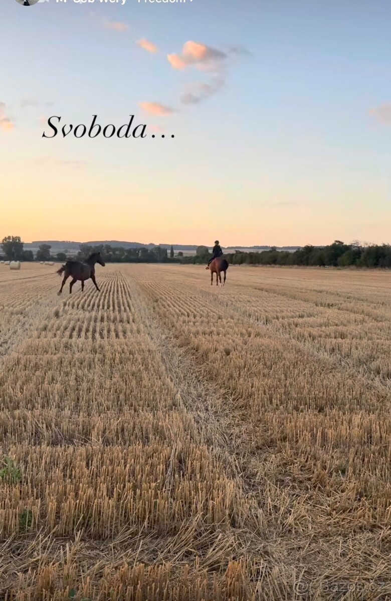 A 1/1 a český teplokrevník - 7