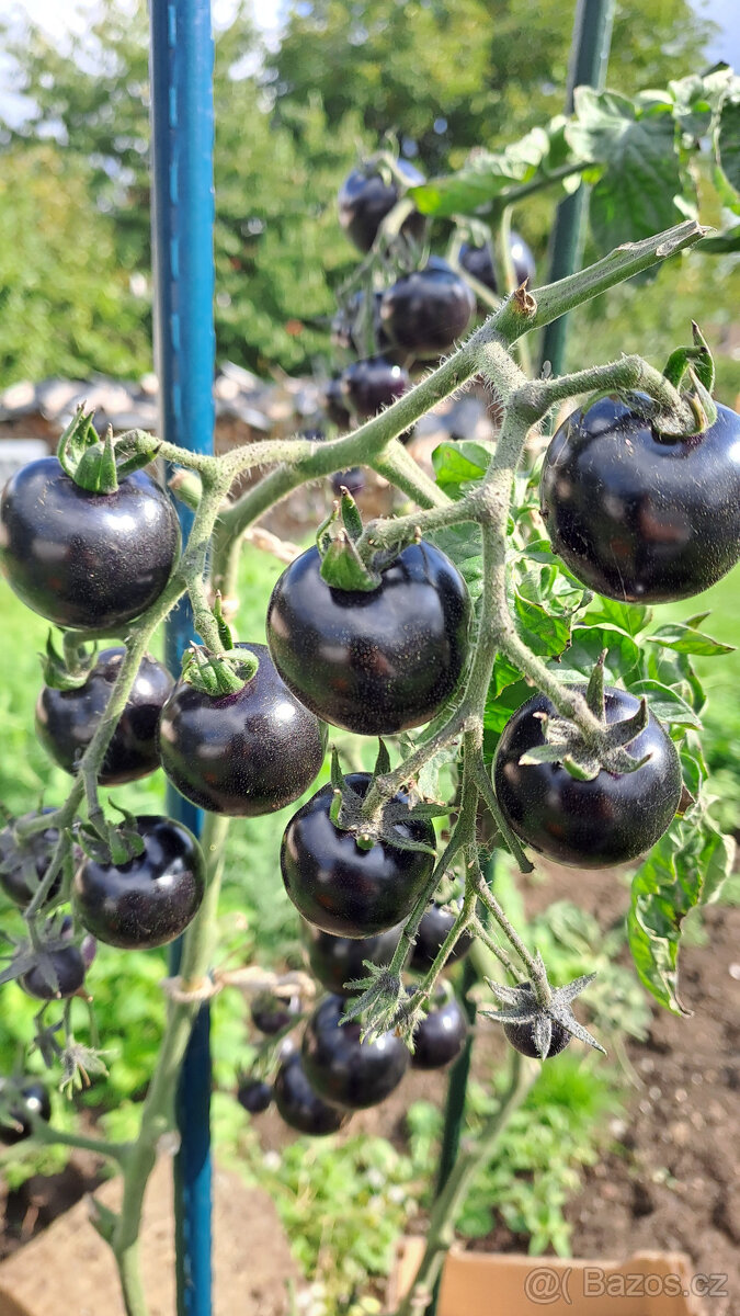 Černé rajče (indigo) semínka - 7