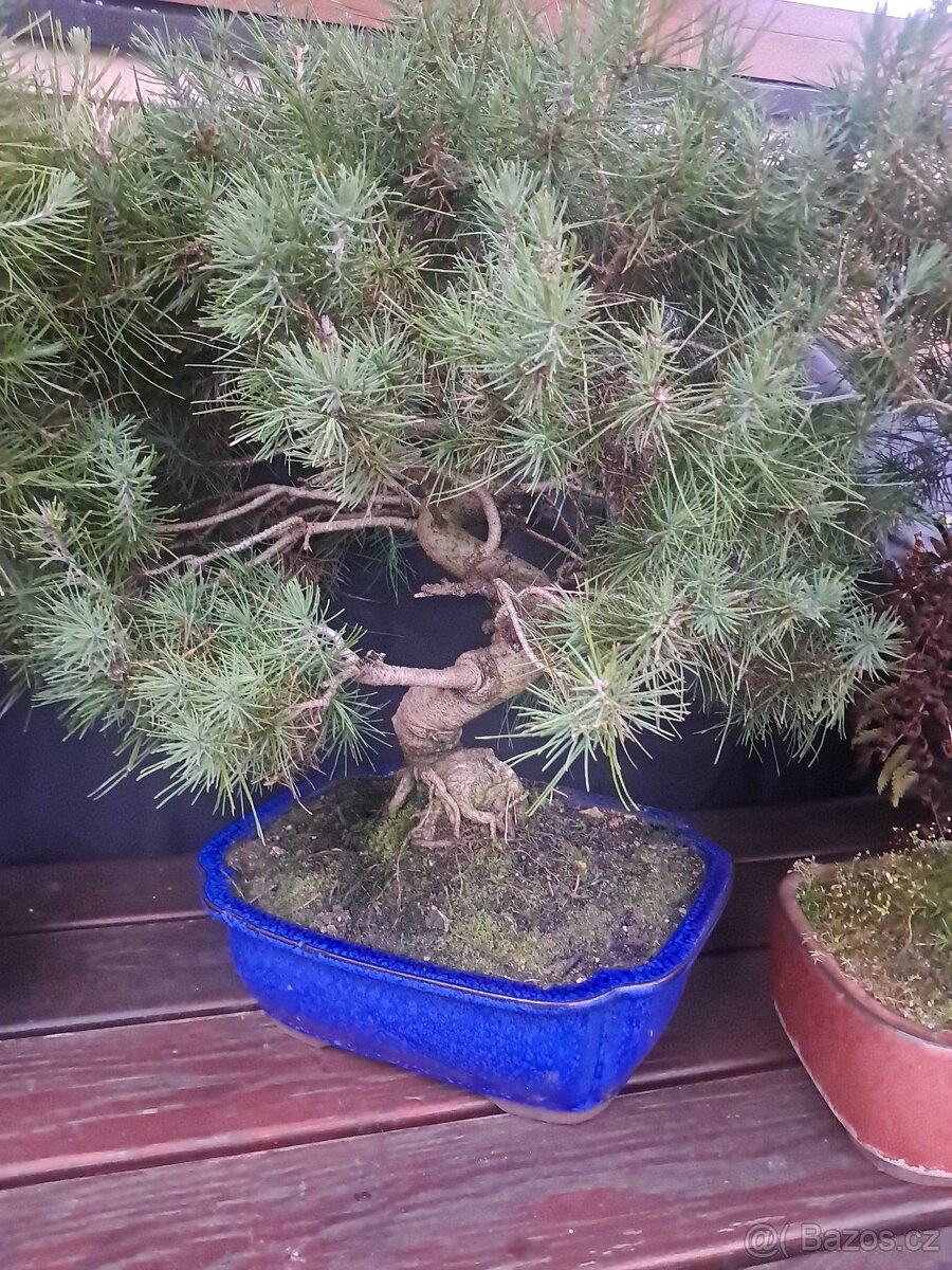 Bonsaj,bonsai Borovice různé druhy - 7