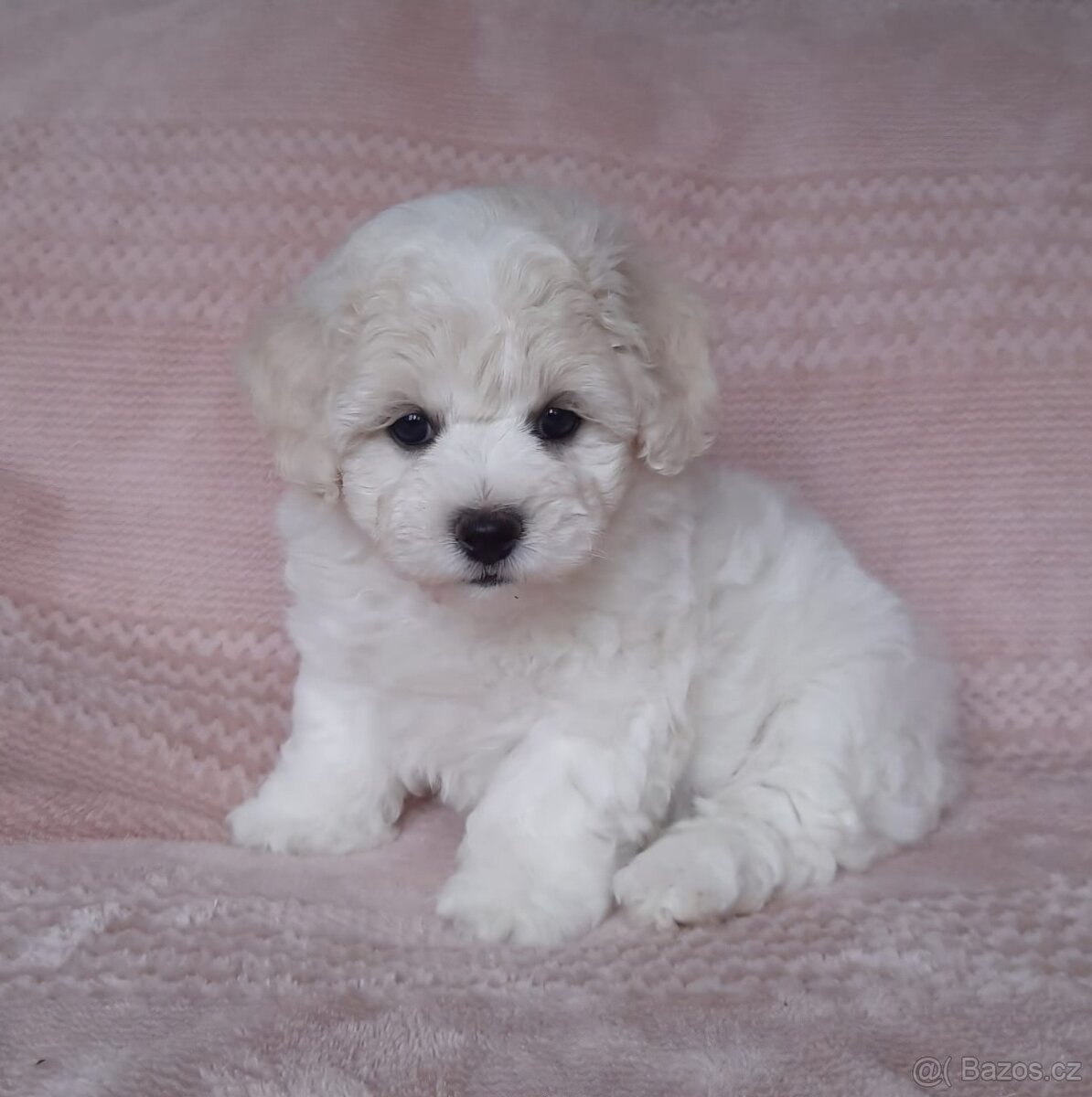 Bišonek - Bichon a poil Frisé - 7