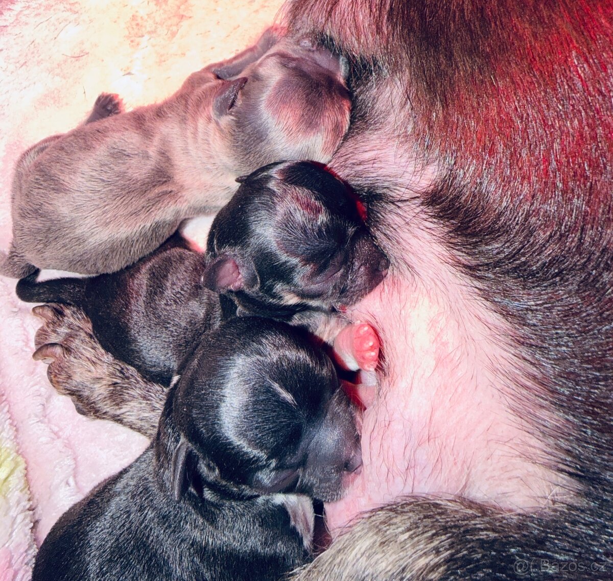 Čivava s PP k rezervaci - 7