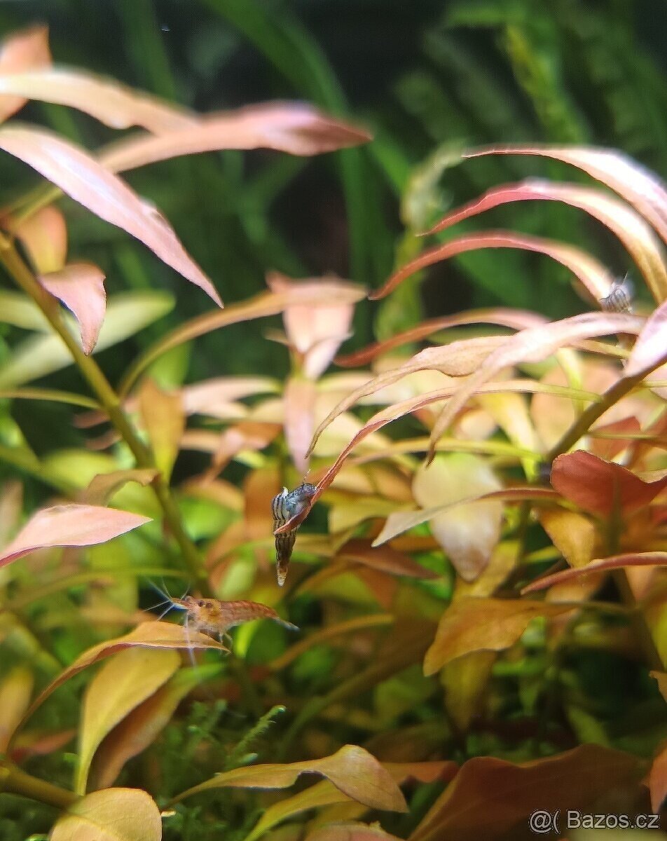 Piskořka vežovitá, akvarijní šnek (Melanoides tuberculata) - 7