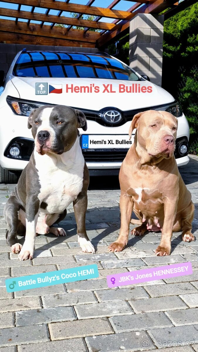 American Bully XL (reg. ABKC) Modrá a Šampaň štěňátka - 7