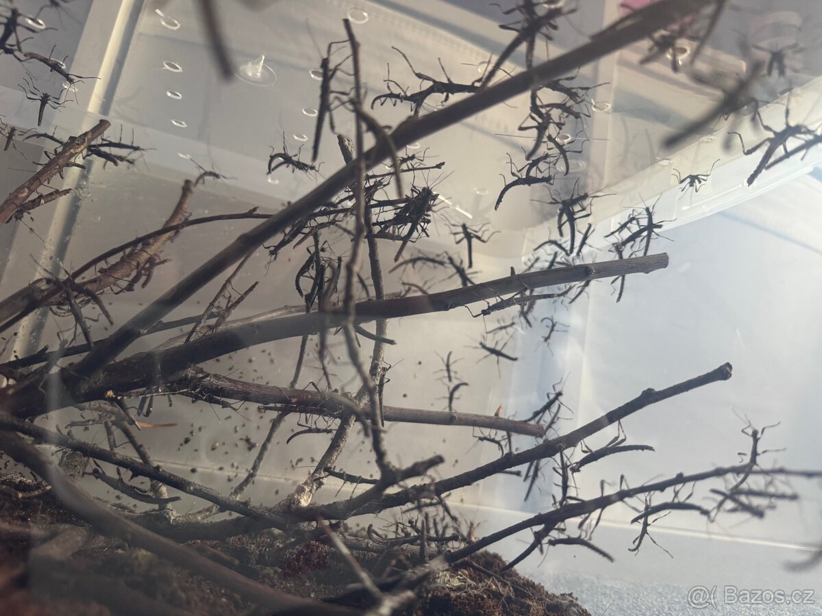 Strašilky Sungaya Inexpectata - 7