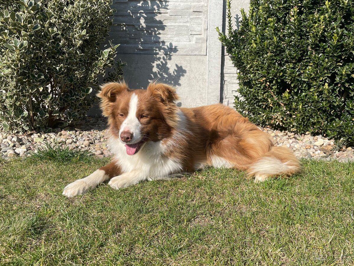 Border kolie s PP hnědo bílá a red merle - 7