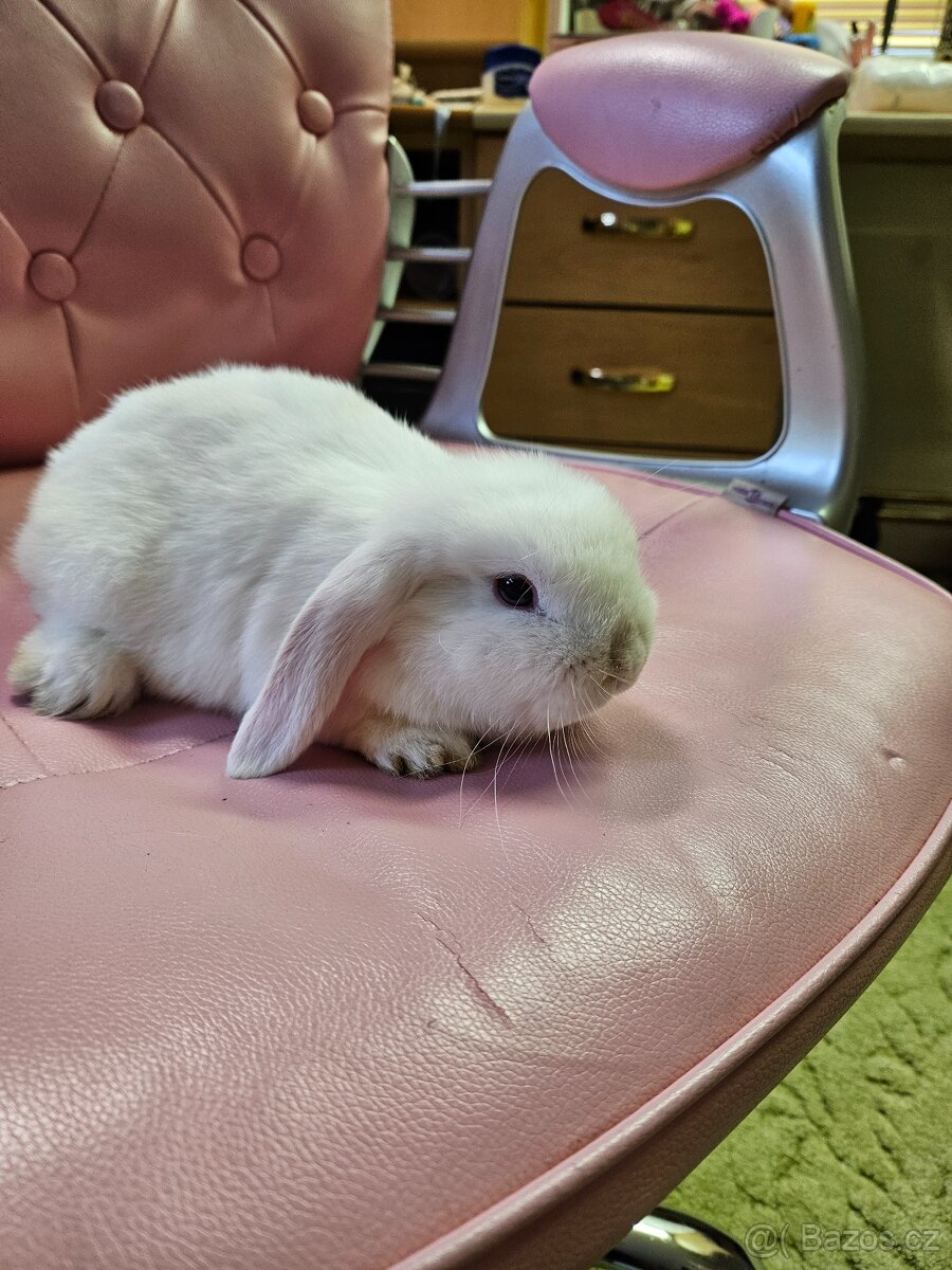 Zakrslý králík - 7