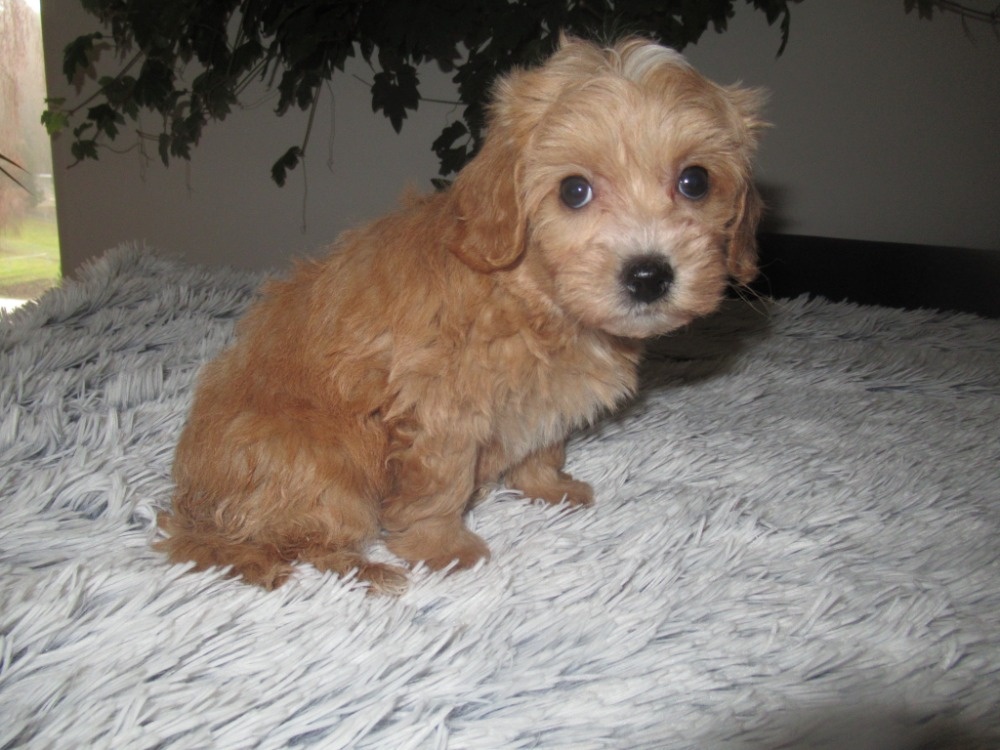 Maltipoo štěňátka - 7