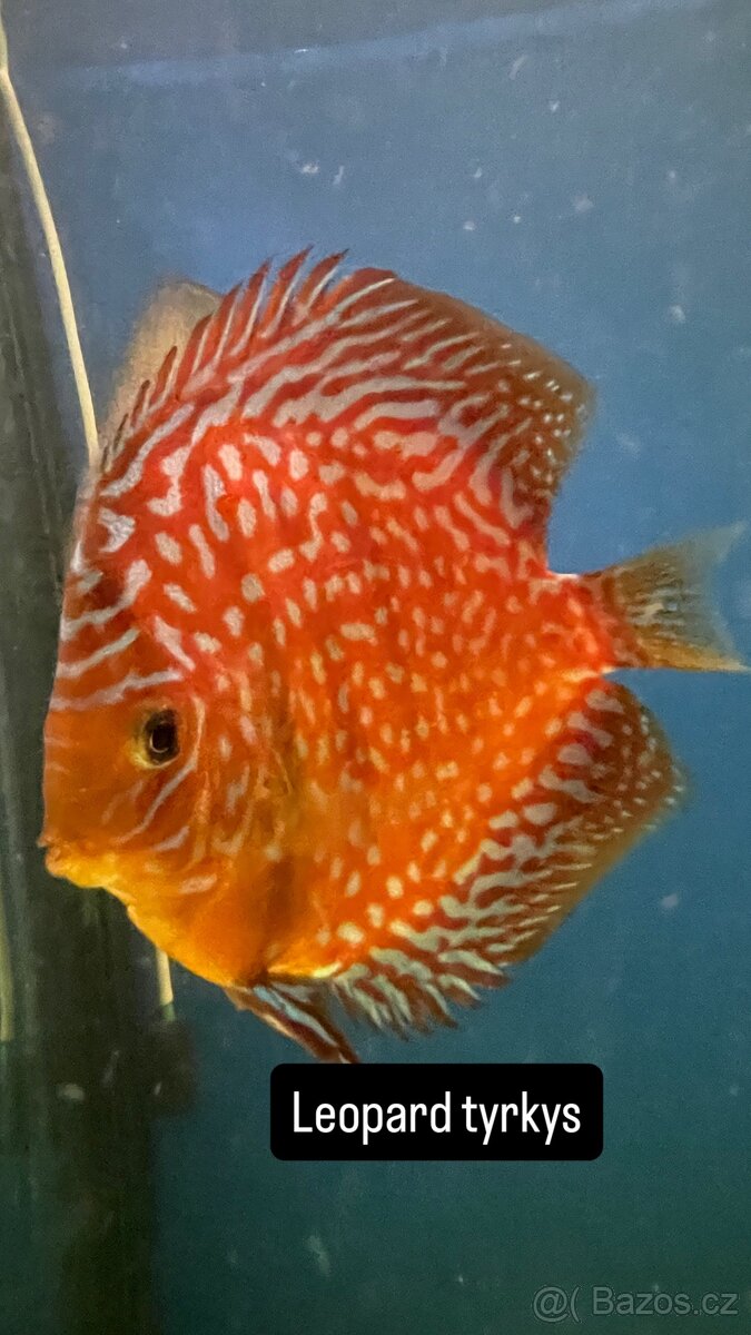 Terčovec -Diskus - 7