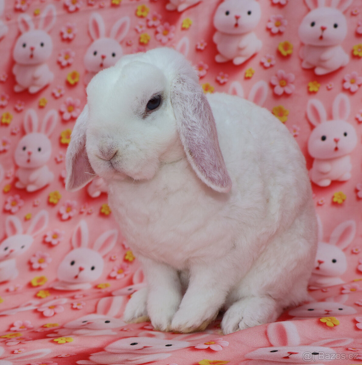 Zakrslý modrooký rex beránek , maličká samička - 7