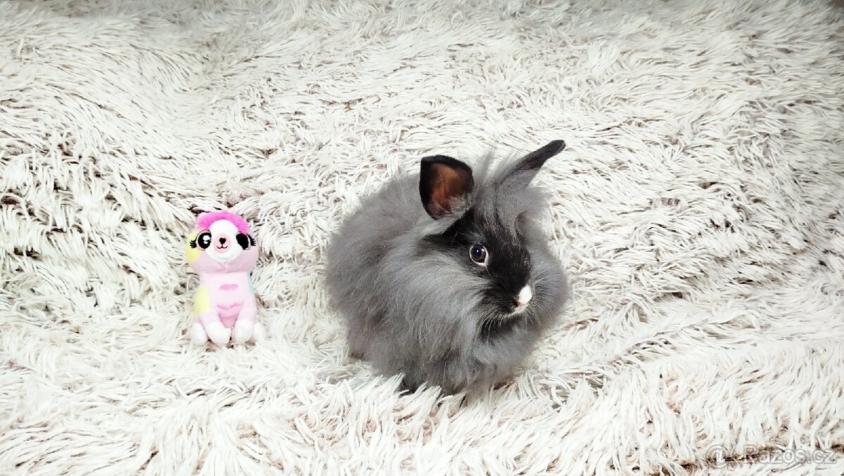 Zakrslý králík, králíček - HOLLY - 7