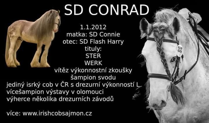 Drum horse hřebec, matka Shire horse, otec irský cob - 7