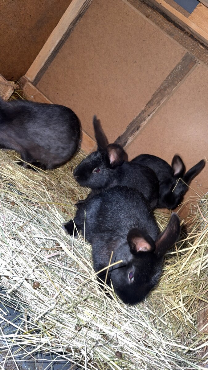 Králíci na prodej - 7