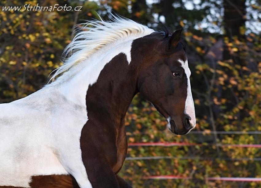 Ranch Rijena nabízí připouštění APH plemeníkem - 7