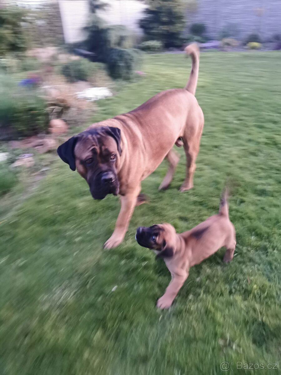 Pes CC bez PP, na krytí - 7