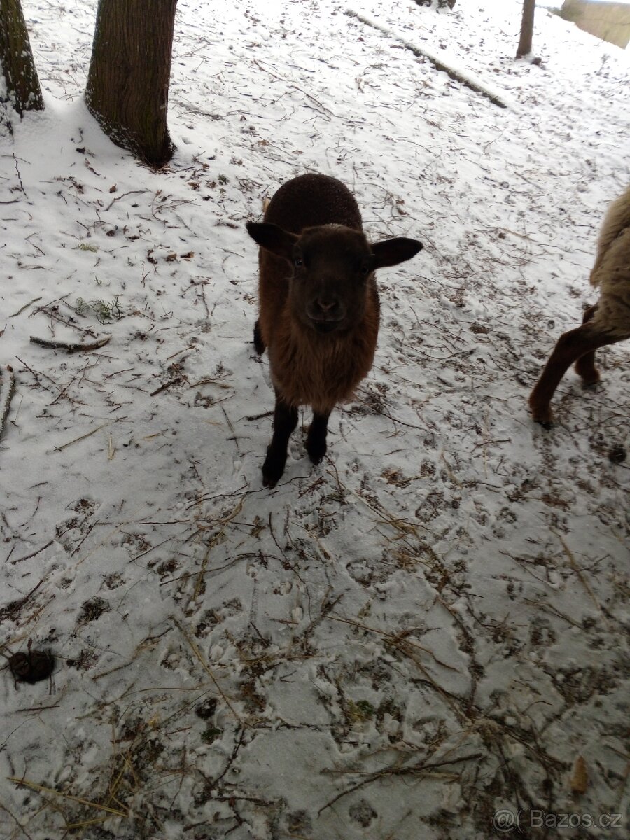 Prodám ovce - 7
